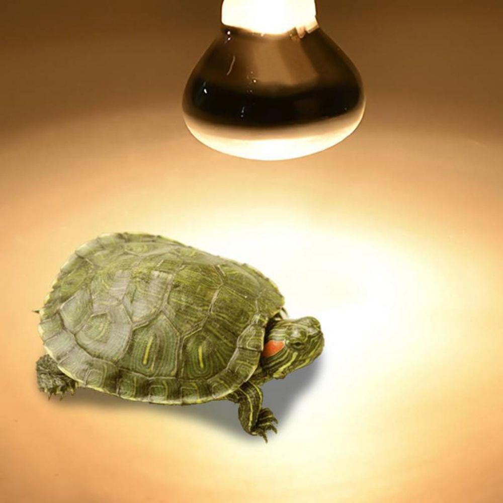 Turtle Temperature Controller  - Basking Bulb Halogen ulasan dan harga