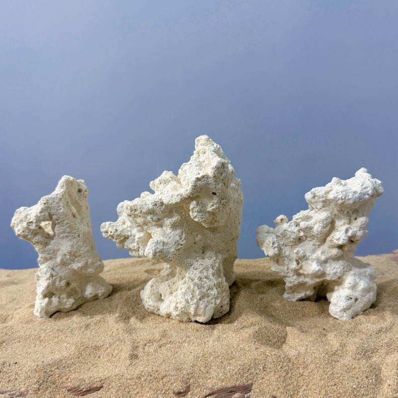 Artificial Ceramic Anemone Roc - Hide Cave Ceramic ulasan dan harga
