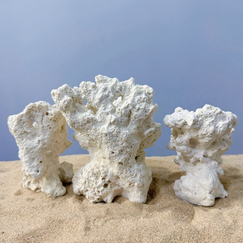 Artificial Ceramic Anemone Roc - Hide Cave Ceramic ulasan dan harga